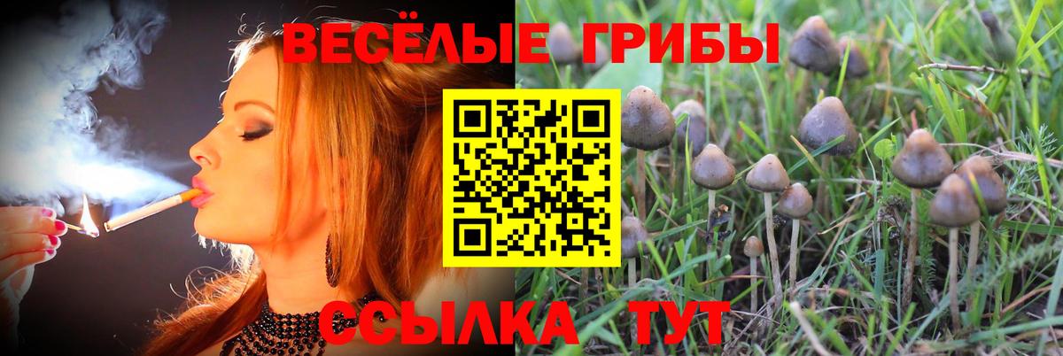 Псилоцибиновые грибы Psilocybe Прохладный